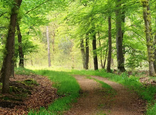 Veluwe